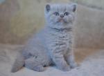 Lilca lavender Scottish straight shorthair baby girl kitten Dazy - Scottish Straight Cat For Sale - Hollywood, FL, US