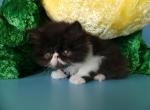 Kuzya - Persian Cat For Sale - Yucca Valley, CA, US