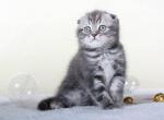 Joy Blue marble Scottish fold baby boy - Scottish Fold Cat For Sale - Hollywood, FL, US