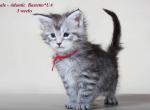 Atlantic Maine coon male kitten with championship blood - Maine Coon Cat For Sale - Hollywood, FL, US