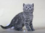 Maria Scottish shorthair female kitten with straight ears - Scottish Fold Cat For Sale - Hollywood, FL, US