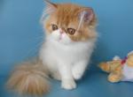 Stella - Persian Cat For Sale - Yucca Valley, CA, US