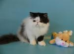 Casper - Persian Cat For Sale - Yucca Valley, CA, US