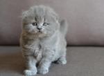 Sunty blue color Scottish longhair male kitten - Scottish Fold Cat For Sale - Hollywood, FL, US