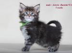 Asterix pure breed Maine Coon male kitten with championship blood - Maine Coon Cat For Sale - Hollywood, FL, US