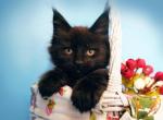 Demi Murka attractive Maine Coon female kitten - Maine Coon Cat For Sale - Hollywood, FL, US