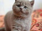 Aj Lilac color Scottish shorthair baby boy with straight ears - Scottish Straight Cat For Sale - Hollywood, FL, US