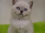 Zorro blue point Scottish male kitten - Scottish Straight Cat For Sale - Hollywood, FL, US