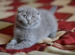 Lara strong and spirited blue color Scottish fold female kitten - Scottish Fold Cat For Sale - Hollywood, FL, US