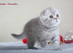 Ponochka Lilac with silver tabby Scottish fold female kitten - Scottish Fold Cat For Sale - Hollywood, FL, US