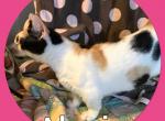 Alexis - Munchkin Cat For Sale - FL, US