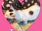 Tammy - Munchkin Cat For Sale - FL, US