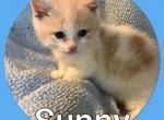 Sunny - Munchkin Cat For Sale - FL, US