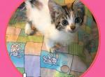 Laura - Munchkin Cat For Sale - FL, US