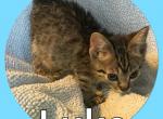 Little Luke - Bengal Cat For Sale - FL, US