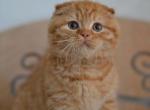 Bright orange Scottish fold male kitten Gerry - Scottish Fold Cat For Sale - Hollywood, FL, US