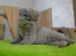 Lilac Lavender color Scottish fold shorthair male kitten Aaron - Scottish Fold Cat For Sale - Hollywood, FL, US