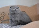 Alisia Blue color Scottish fold shorthair baby girl - Scottish Fold Cat For Sale - Hollywood, FL, US