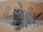 Tina shorthair Scottish fold female kitten - Scottish Fold Cat For Sale - Hollywood, FL, US