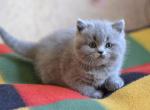 Marco little cuty Scottish male kitten - Scottish Straight Cat For Sale - Hollywood, FL, US