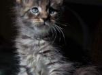 Daniel pure breed Maine Coon male kitten with championship blood - Maine Coon Cat For Sale - Hollywood, FL, US