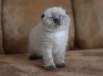 Twix Blue point Scottish fold male kitten - Scottish Fold Cat For Sale - Hollywood, FL, US