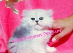 Beautifull Doll face Chinchilla Silver Persians - Persian Kitten For Sale - Houston, TX, US