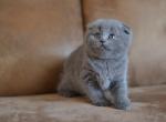 Nonna Minaj Blue color Scottish fold shorthair kitten - Scottish Fold Cat For Sale - Hollywood, FL, US