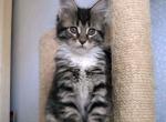 Joy black tiger pure breed Maine Coon male kitten - Maine Coon Cat For Sale - Hollywood, FL, US