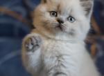 Fiona beautiful plue point SCottish kitten with blue eyes - Scottish Fold Cat For Sale - Hollywood, FL, US