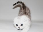 Cooper and Hunter Chinchilla - Scottish Fold Cat For Sale - Hollywood, FL, US