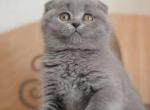 Lisa blue Scottish baby girl - Scottish Fold Cat For Sale - Hollywood, FL, US