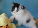 Amadeo - Persian Cat For Sale - Yucca Valley, CA, US