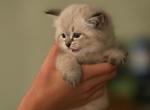 Marco of Romanov Dynasty - Siberian Cat For Sale - Ashburn, VA, US