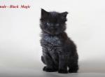 Black Magic champion Maine Coon male kitten - Maine Coon Cat For Sale - Hollywood, FL, US