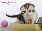 Cleopatra Scottish fold female kitten - Scottish Fold Cat For Sale - Hollywood, FL, US