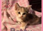 Patty - Munchkin Cat For Sale - FL, US