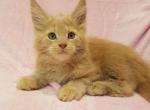 Leo pure breed Maine Coon male kitten in Cremy - Maine Coon Cat For Sale - Hollywood, FL, US