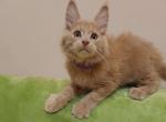 Marvel pure breed Maine Coon male kitten - Maine Coon Cat For Sale - Hollywood, FL, US