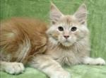 Neo pure breed Maine Coon male kitten - Maine Coon Cat For Sale - Hollywood, FL, US