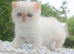 Snow Exotic shorthair male kitten with blue eyes - Scottish Straight Cat For Sale - Hollywood, FL, US