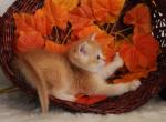 Grumble pure breed Chinchilla male kitten - Scottish Straight Cat For Sale - Hollywood, FL, US