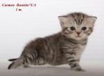 Scottish kitten Carmen in black spot on silver col - Scottish Straight Cat For Sale - Hollywood, FL, US