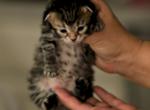 Nikodim of Romanov Dynasty - Siberian Cat For Sale - Ashburn, VA, US