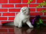 Cheechee pure breed Chinchilla female kitten - Scottish Fold Cat For Sale - Hollywood, FL, US