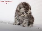 Catrin Black marble Scottish fold - Scottish Fold Cat For Sale - Hollywood, FL, US