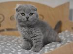 Bonie super cute Scottish fold - Scottish Fold Cat For Sale - Hollywood, FL, US