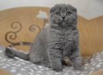 Bobo super sweet Scottish teddy bear - Scottish Fold Cat For Sale - Hollywood, FL, US