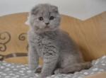 Bambi Lilac color Scottish fold kitten - Scottish Fold Cat For Sale - Hollywood, FL, US