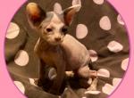 Sue - Minskin Cat For Sale - FL, US